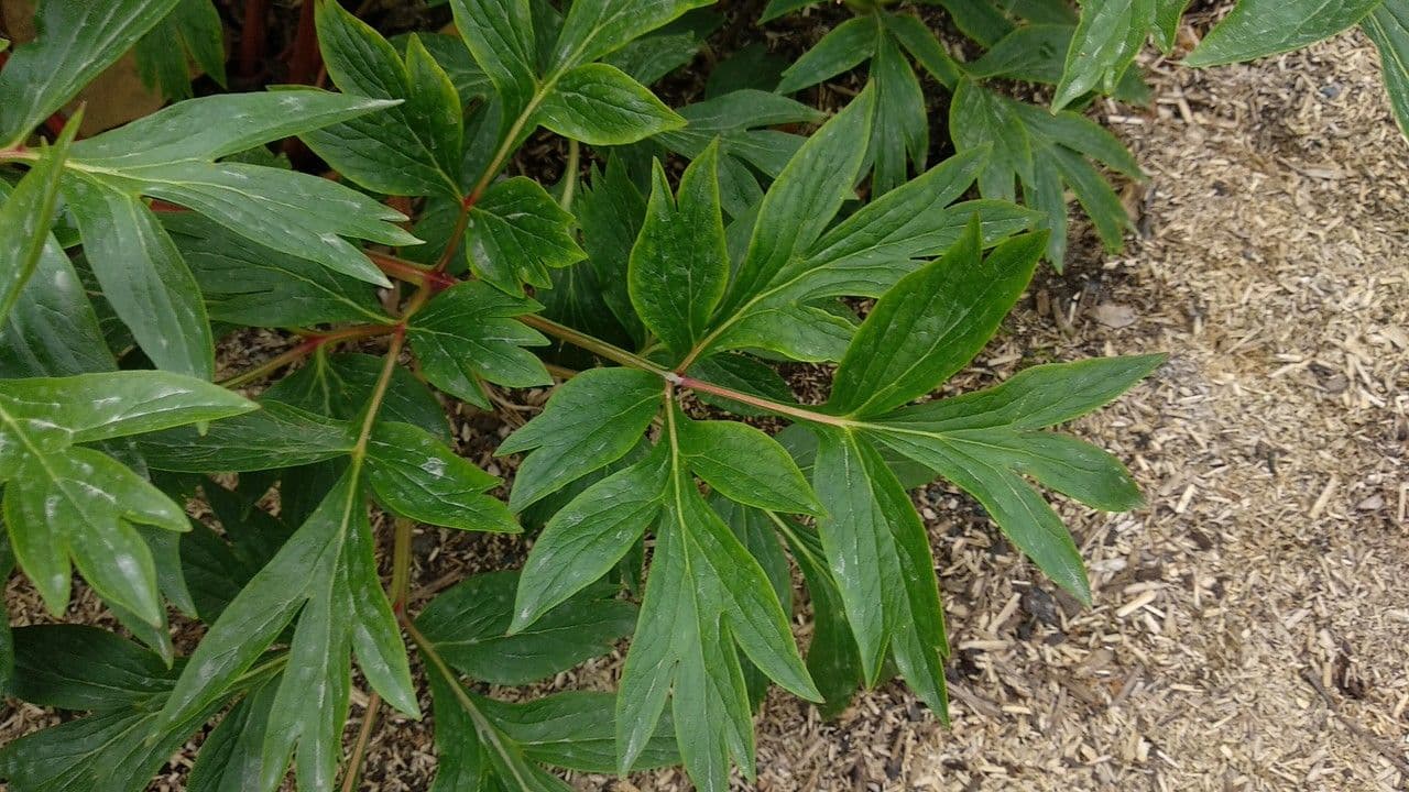Piwonia czerwonawa 13