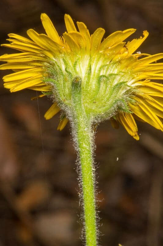 Pulicaria odora 22
