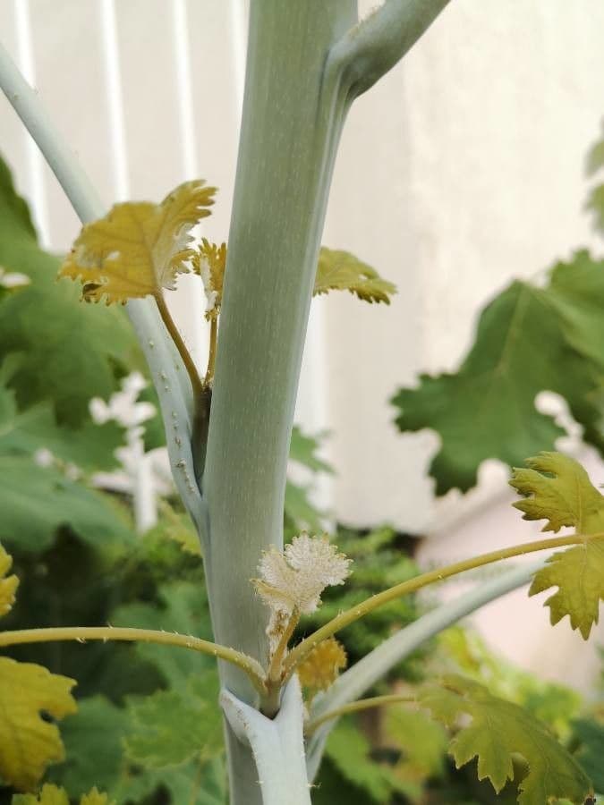 Macleaya 24