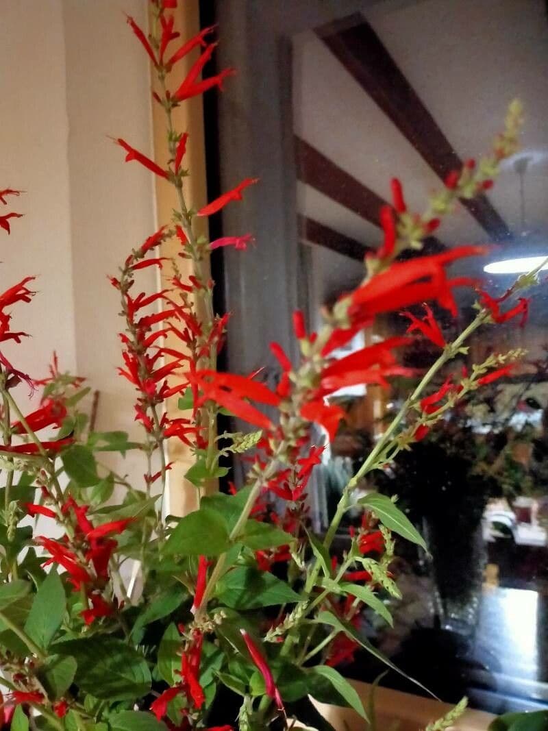 Salvia ananas 2