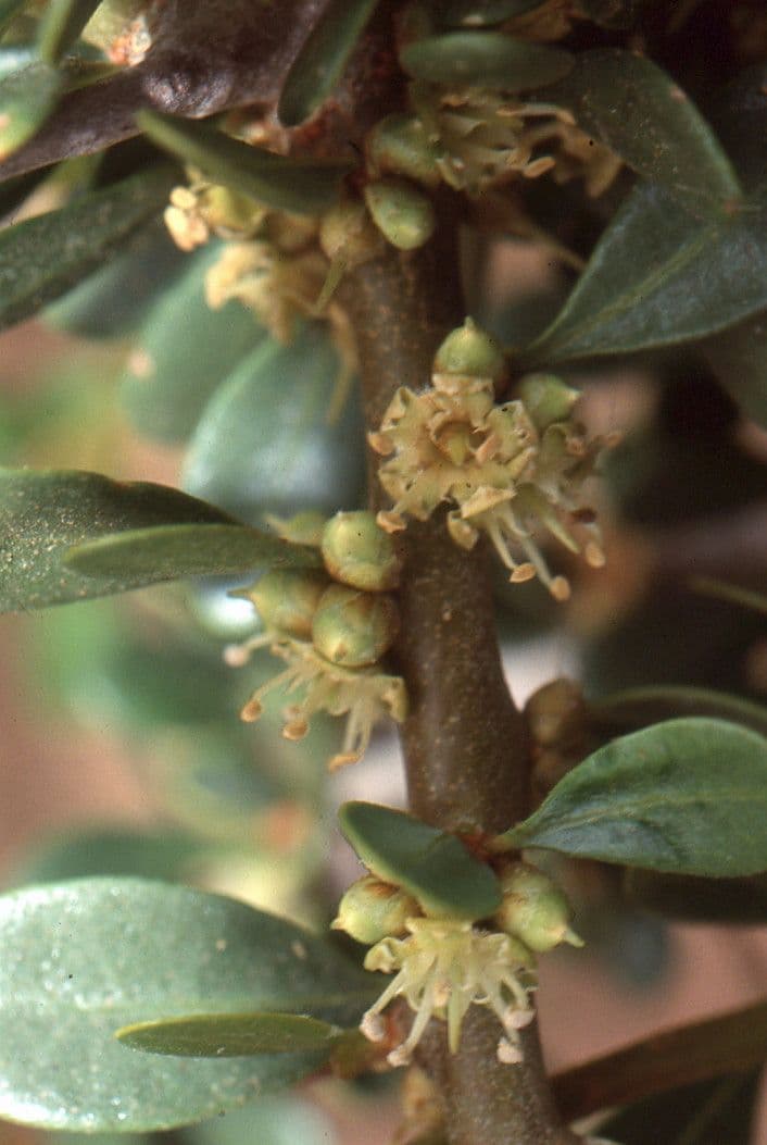 Argan 7