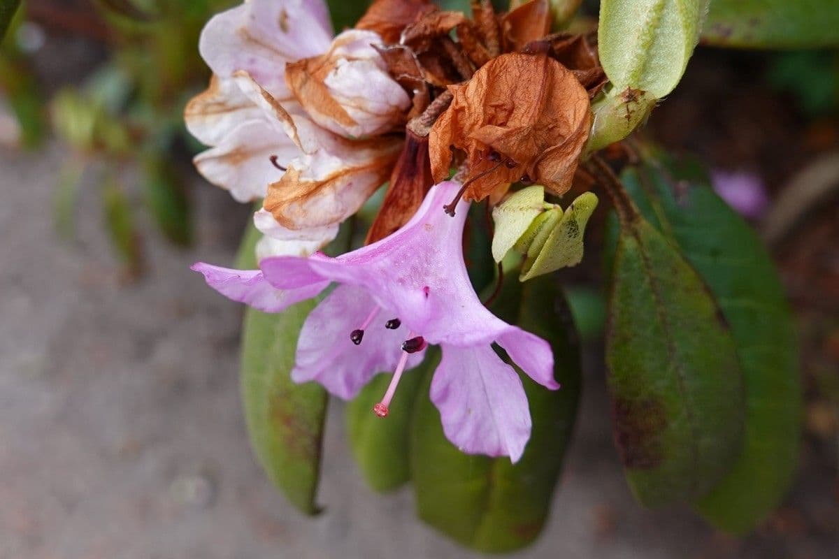 Rododendron rezavý 5