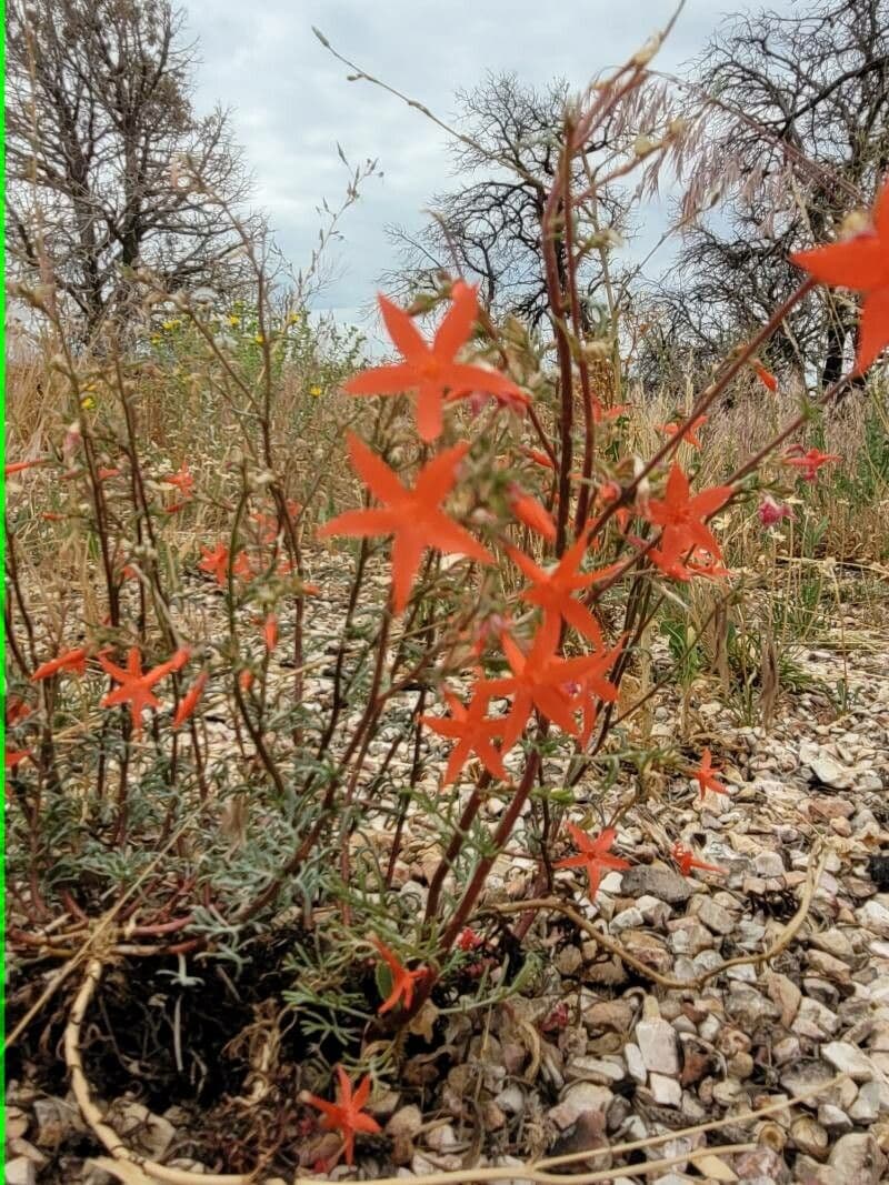 Ipomopsis 2