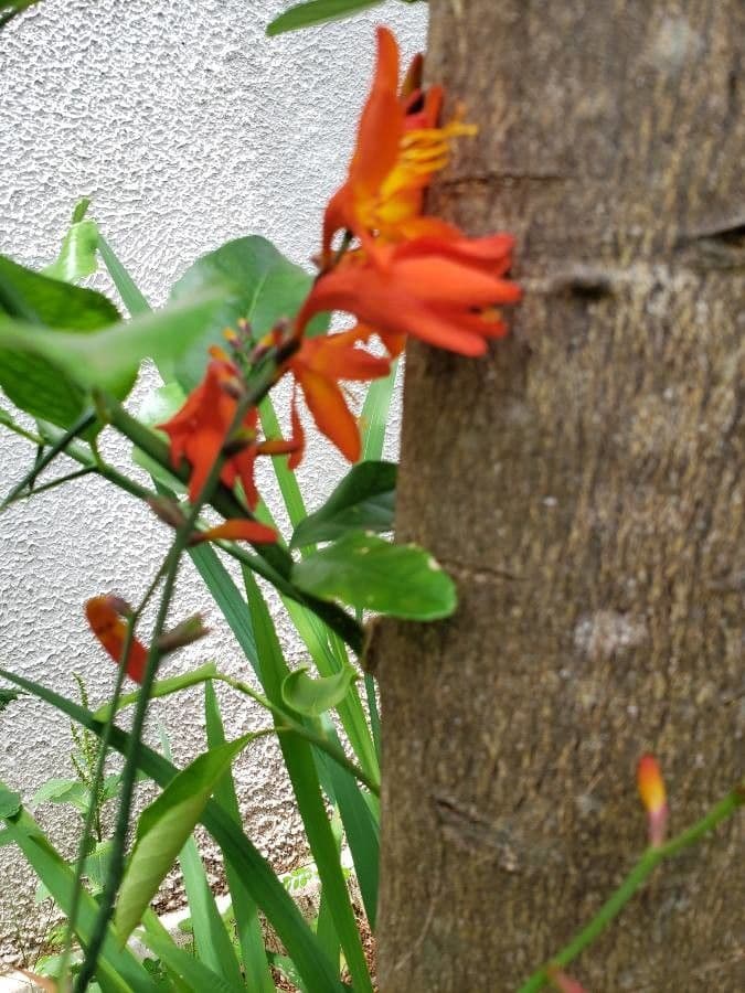 Montbretia 23