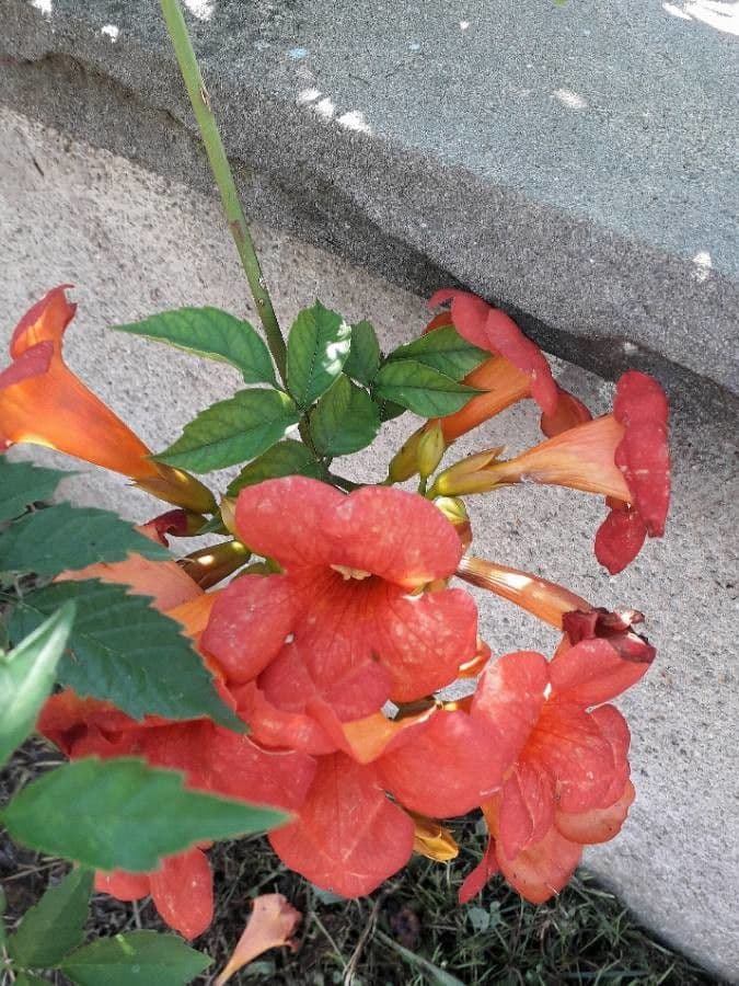 Bignonia cinese 6