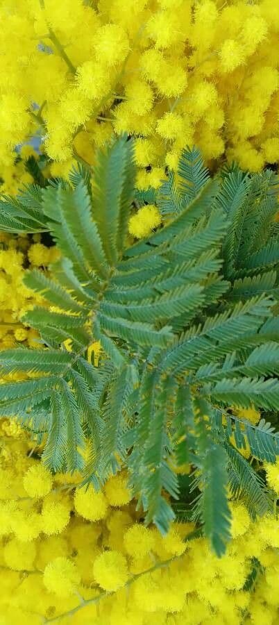 Mimosa 18