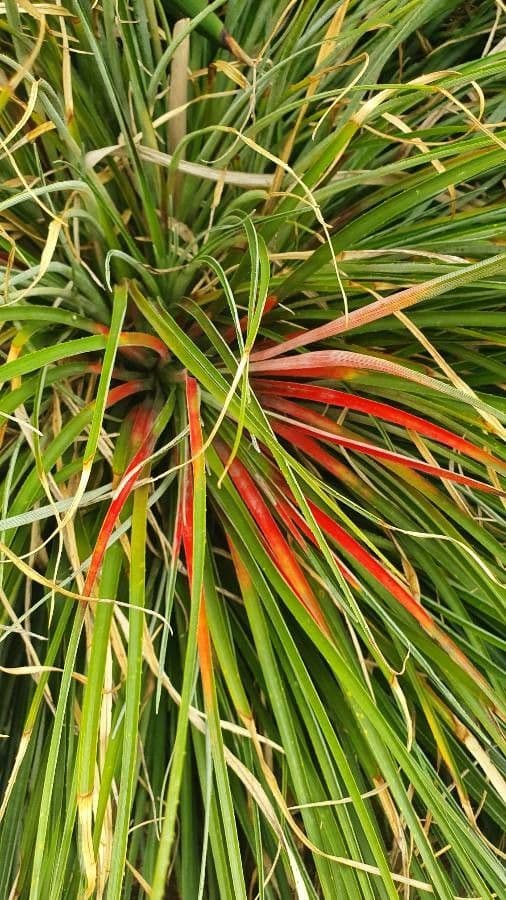 Bromelia 9