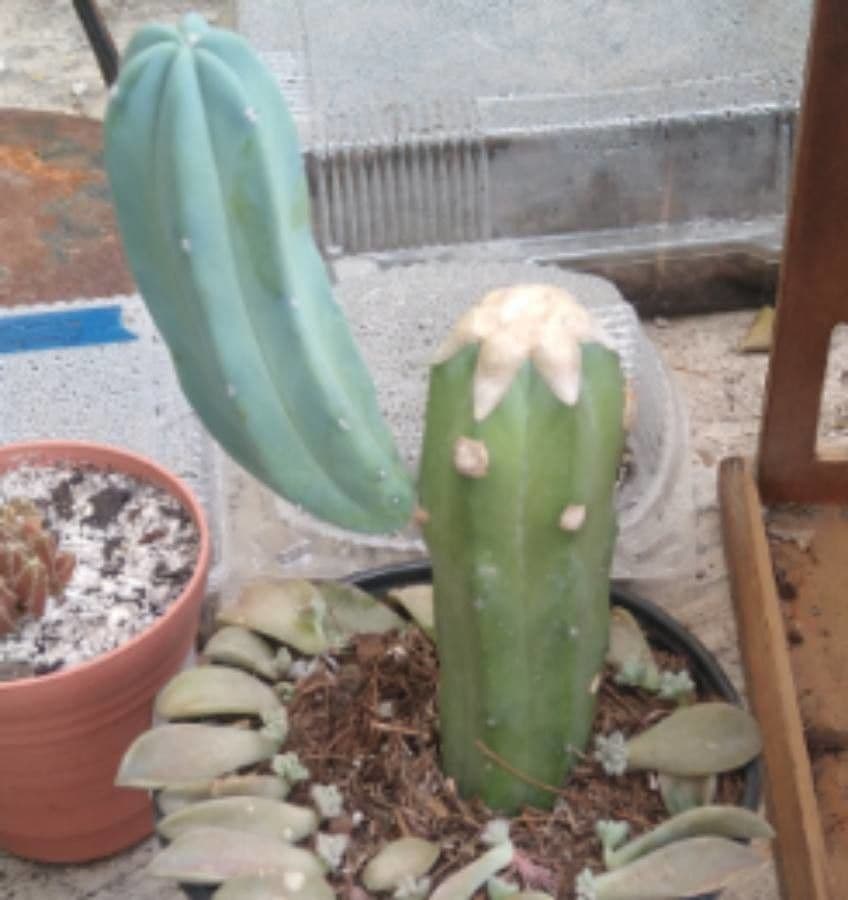 Myrtillocactus geometrizans 17