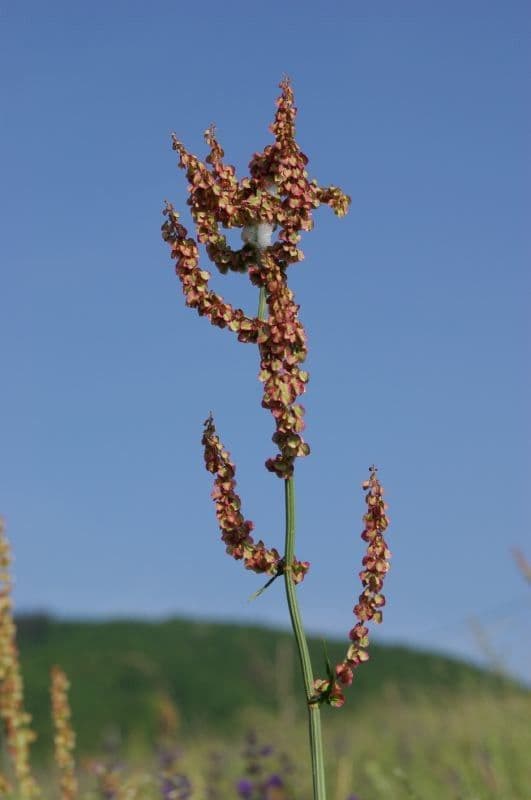 Acetosa 26