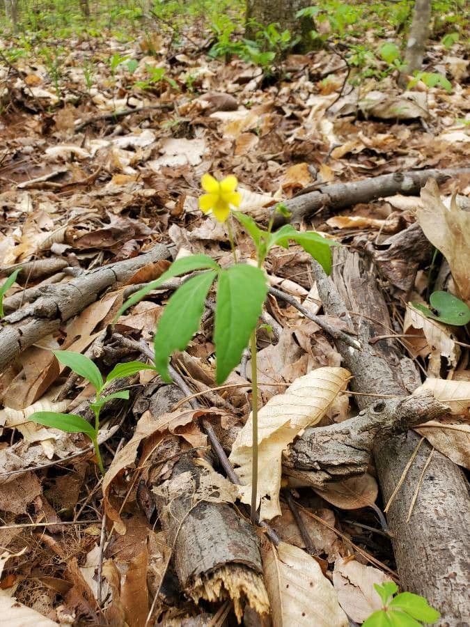 Viola tripartita