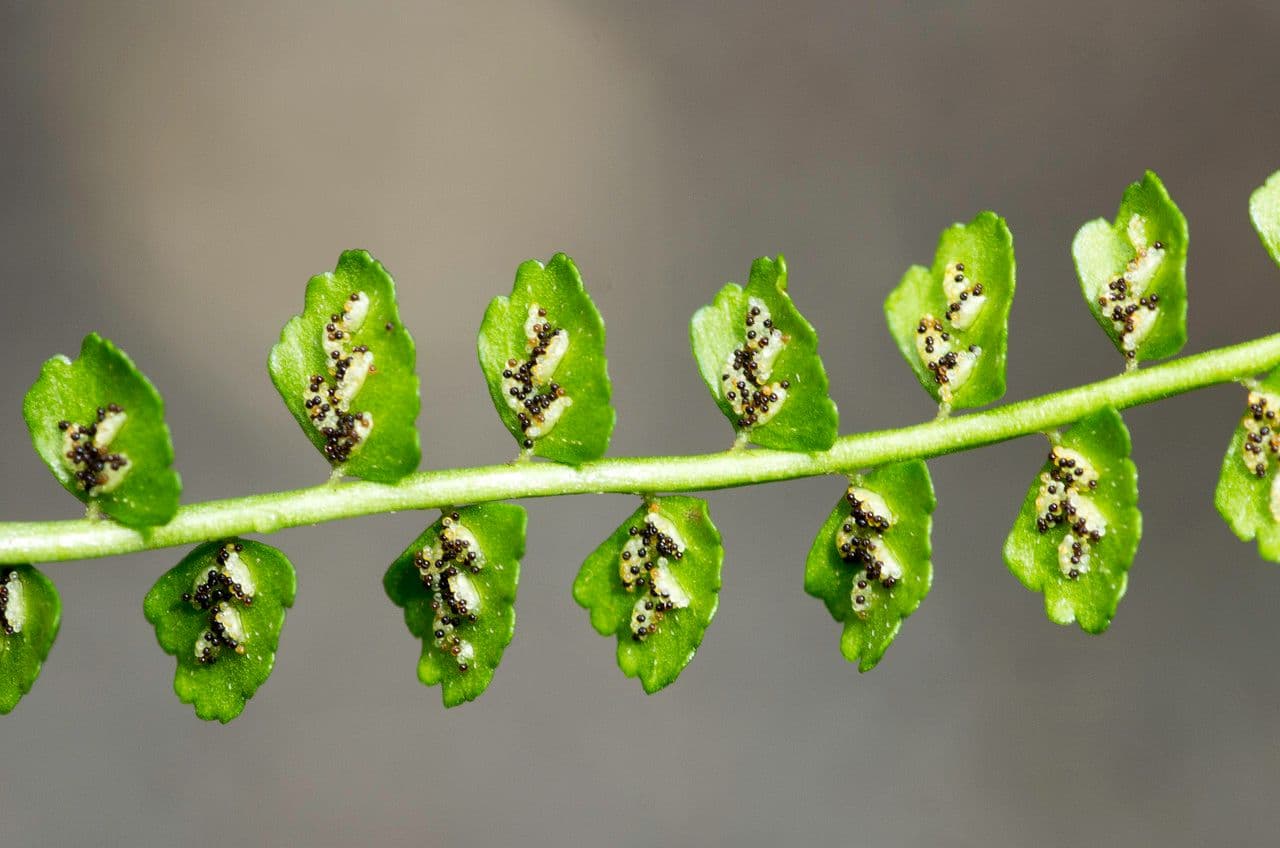Asplenio verde 30