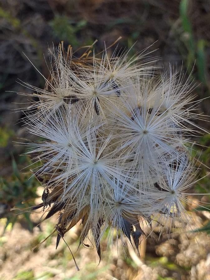 Mariendistel 2