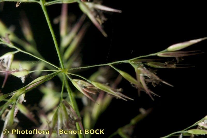 Calamagrostis 23