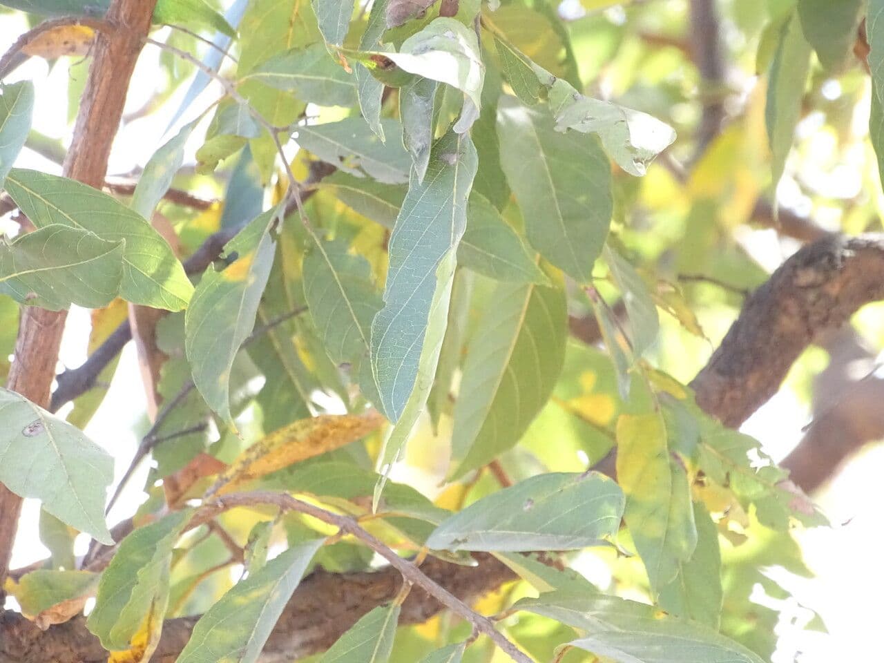 Combretum nigricans 6