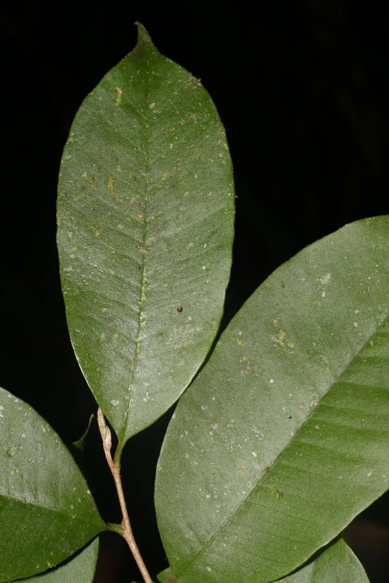 Chrysophyllum 7