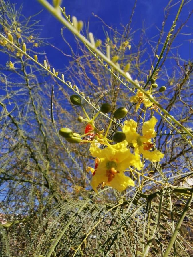 Parkinsonia 8