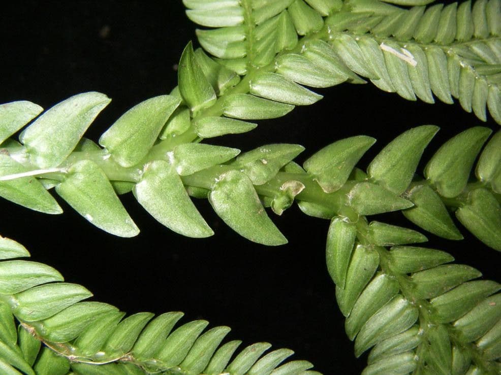 Selaginella oaxacana 6