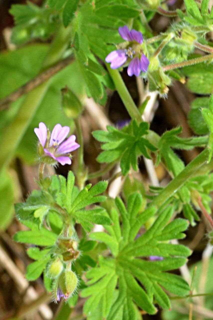 Géranium fluet 30