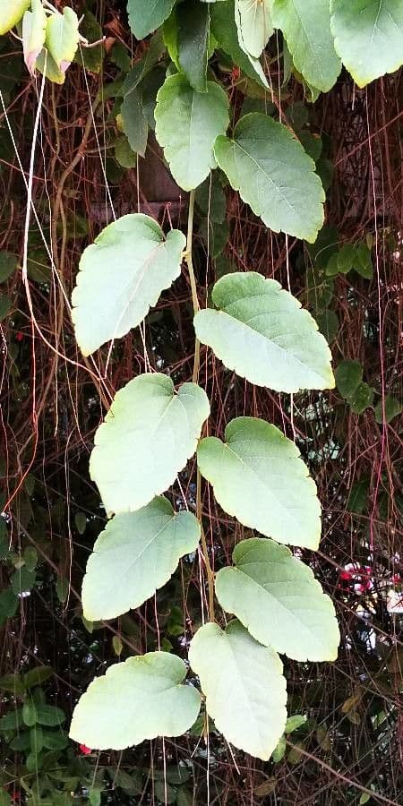 Passiflora 13