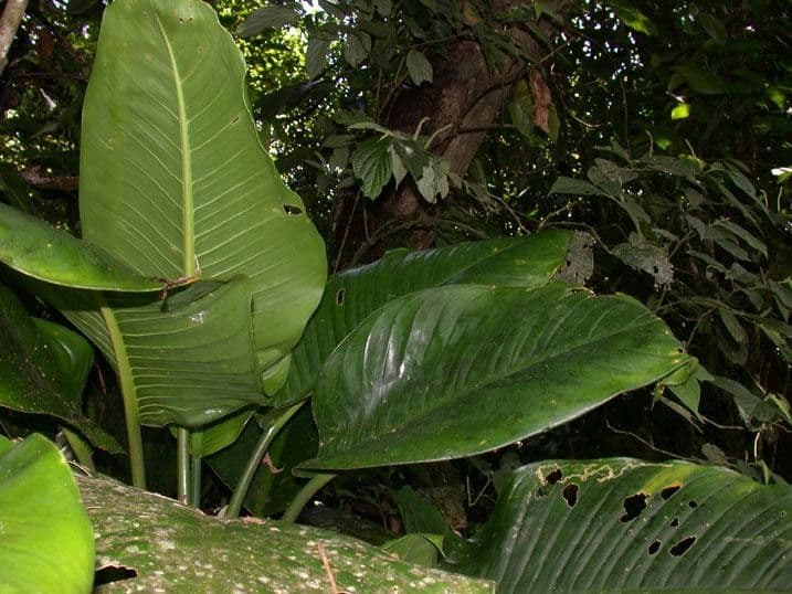 Dieffenbachia 28