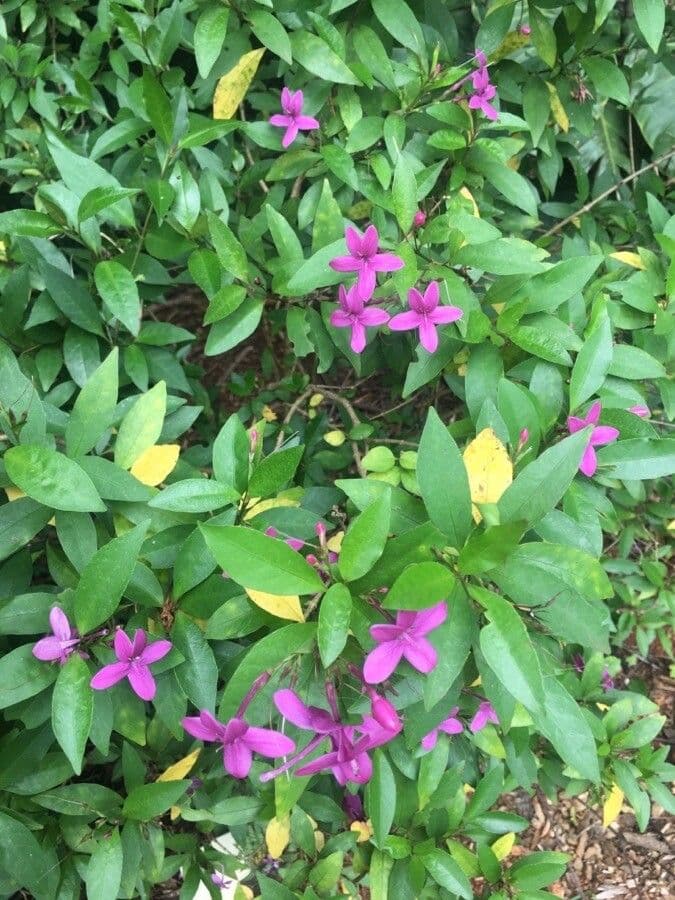 Pseuderanthemum
