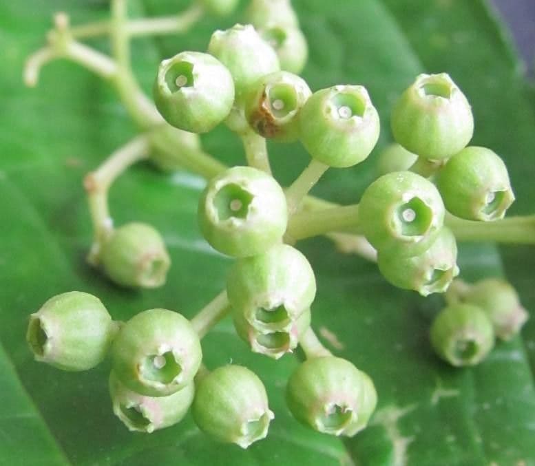 Miconia 4