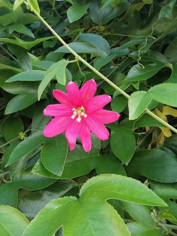 Pasiflora roja 10