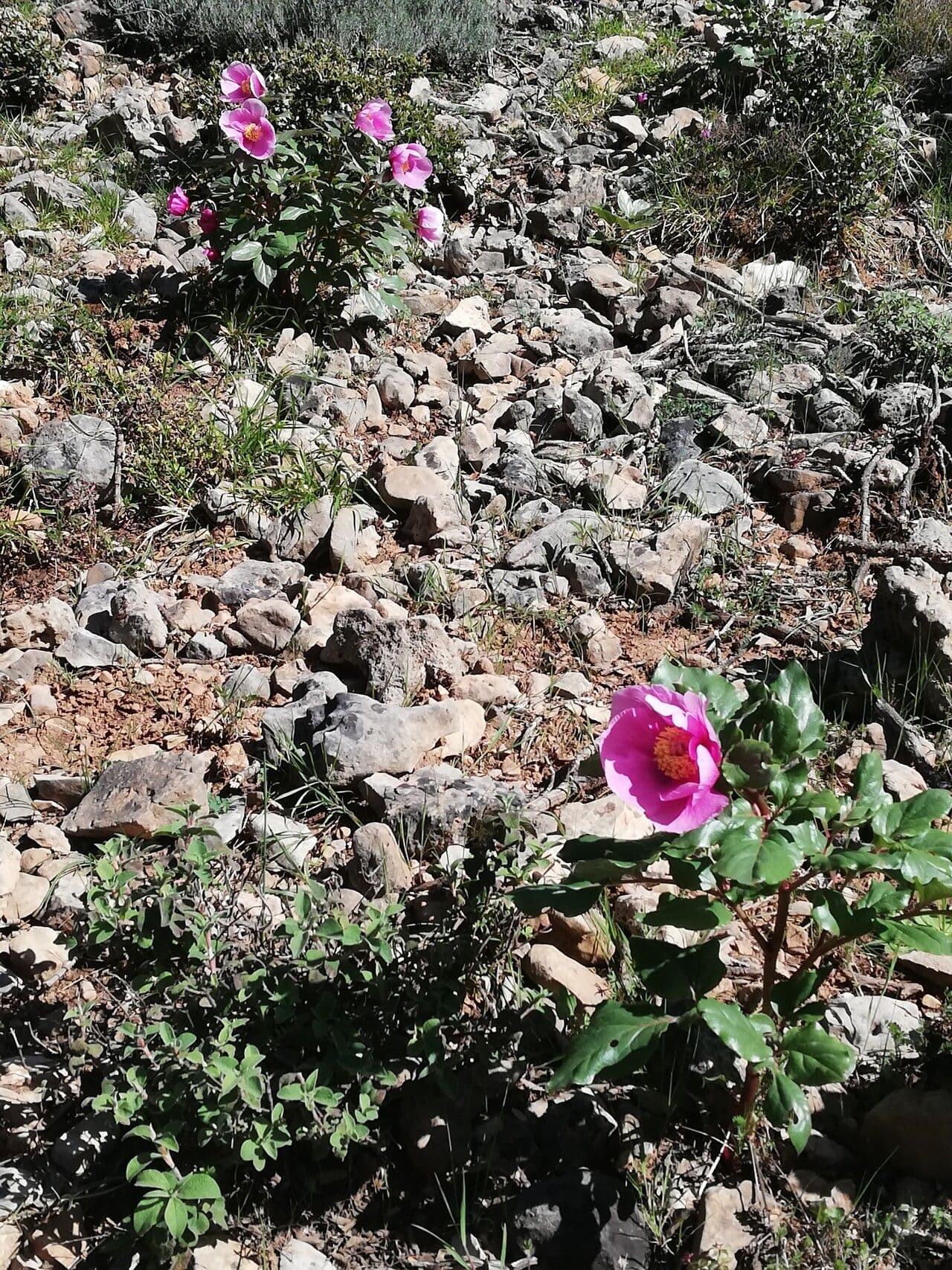 Peonia Corsa 6
