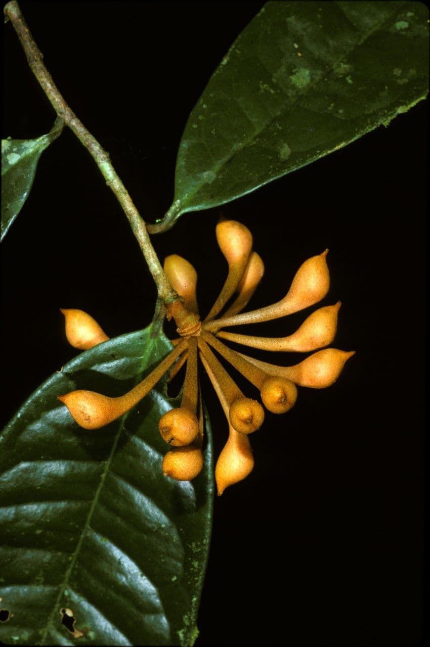 Anaxagorea