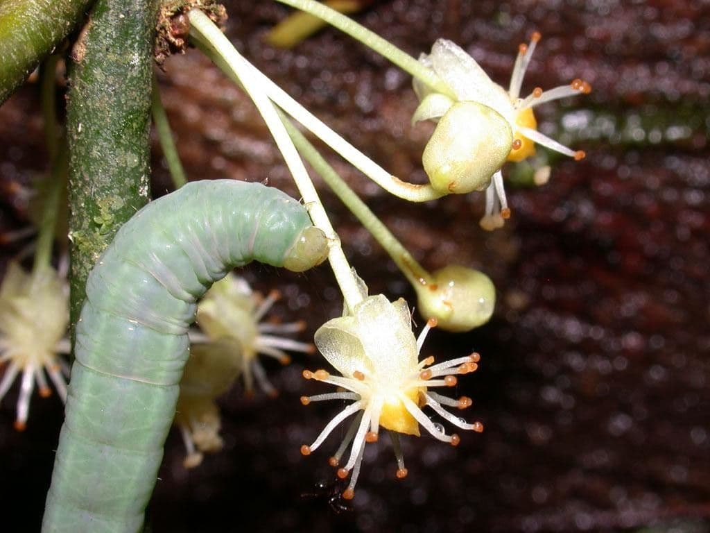 Garcinia 8