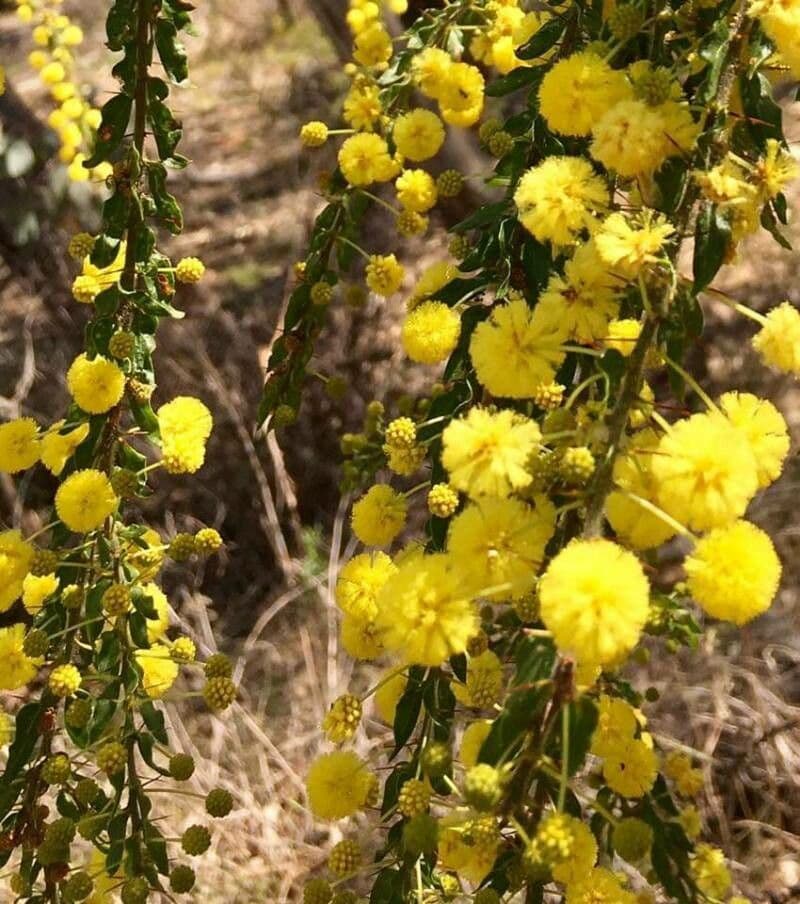 Acacia paradoxa 6