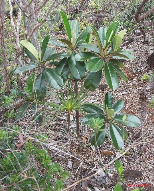Solmsia calophylla 11