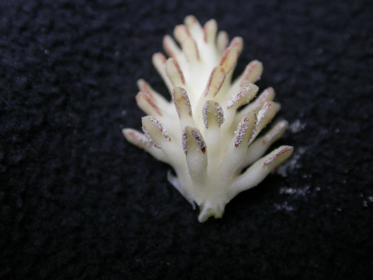Großblütige Schusterpalme 15