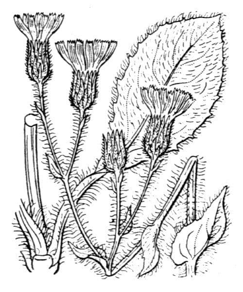 Hieracium compositum