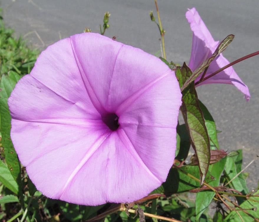 Ipomoea setifera 2