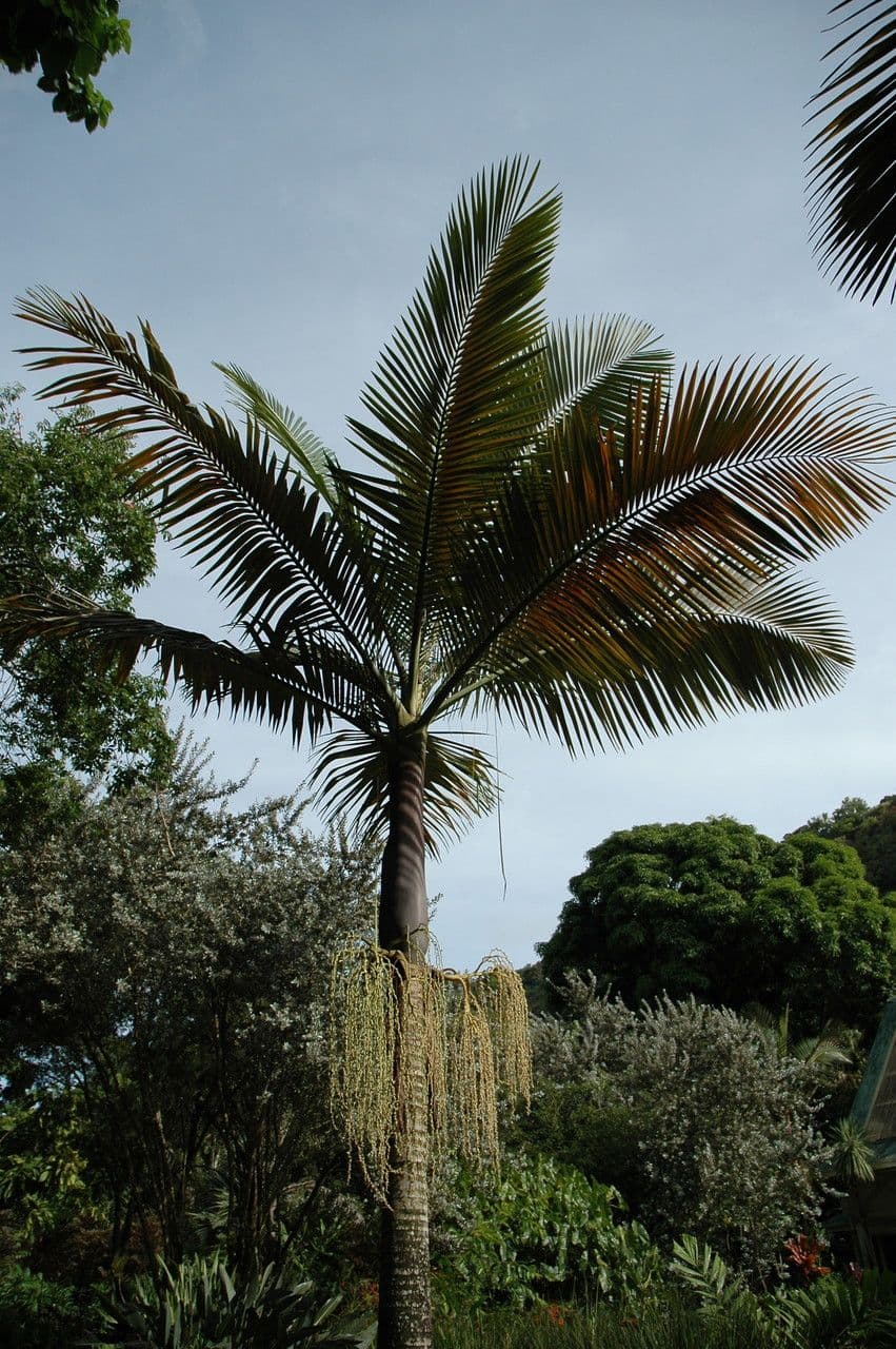Palmera