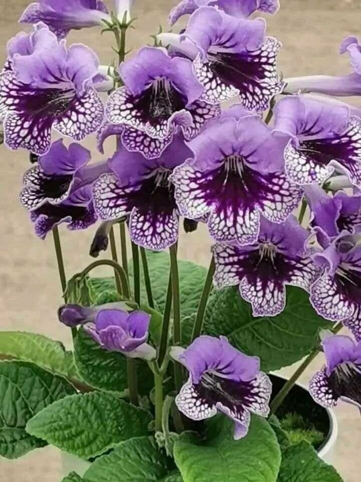 Primula del Capo 3