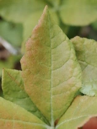 Rododendro 12
