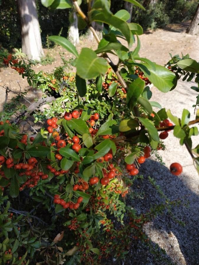 Pyracantha de Koidzumi 14