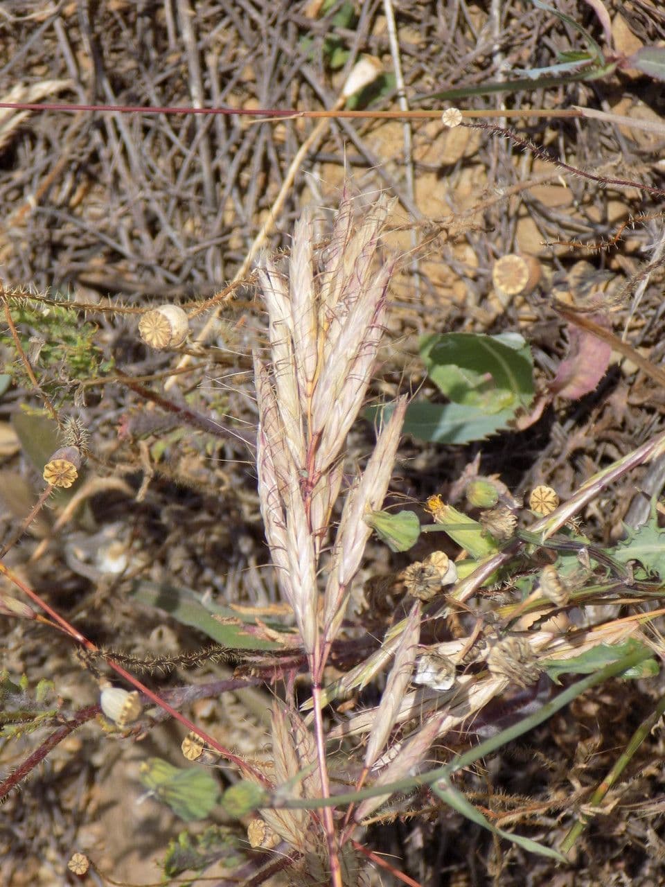 Brome lancéolé 7