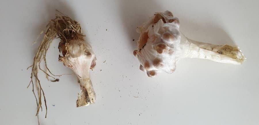 Aglio porro 29