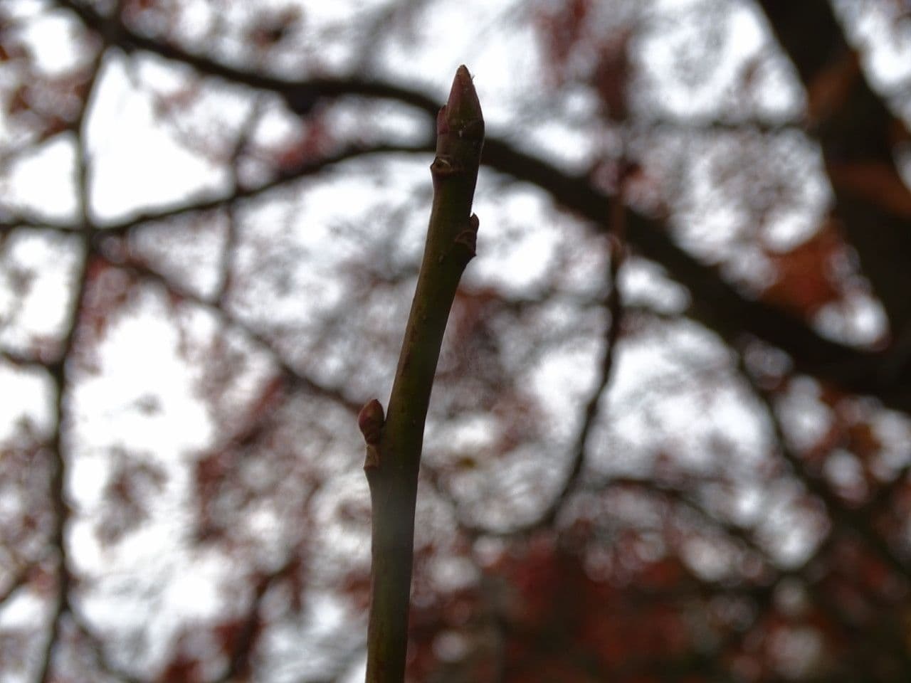 Nyssa sylvatica 22
