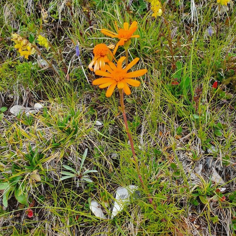 Jacobaea