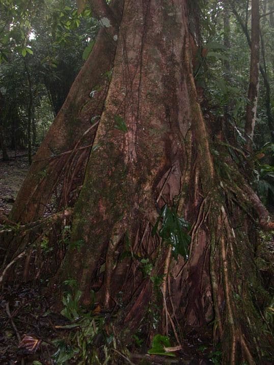 Ocotea 6