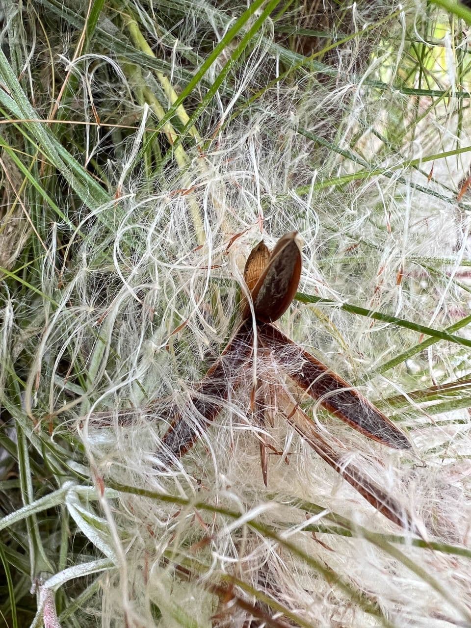Tillandsia