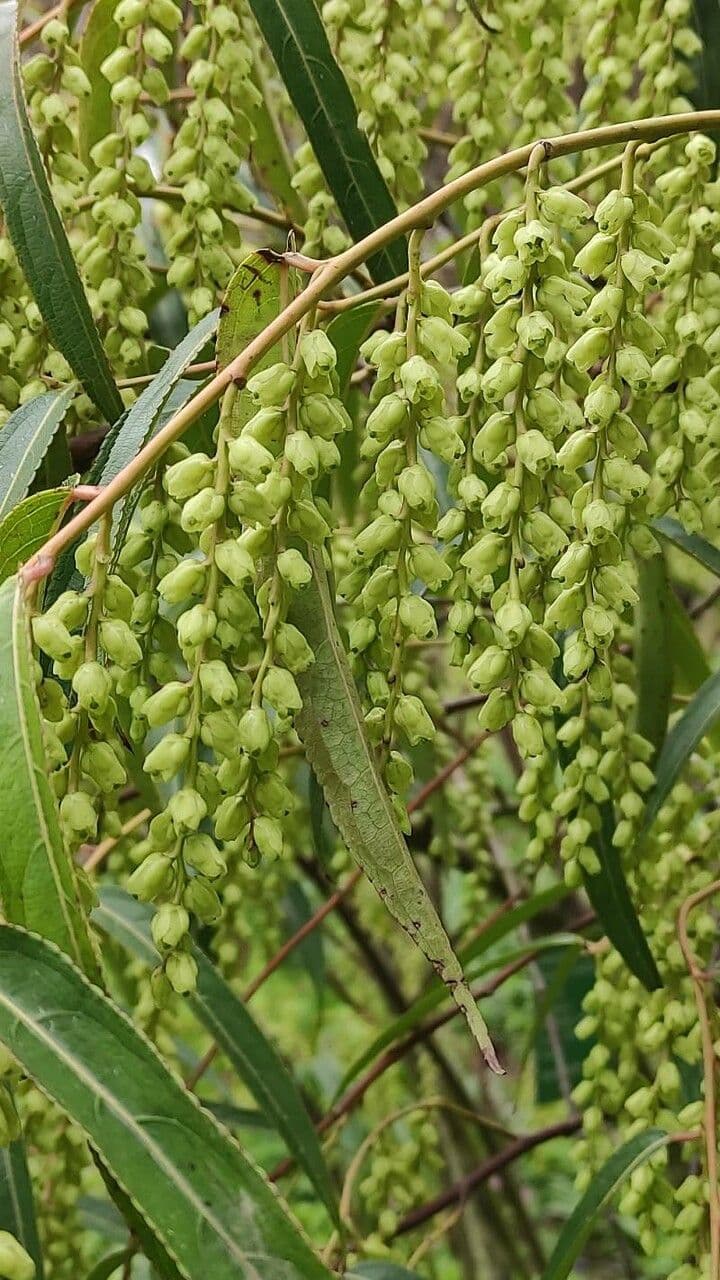 Stachyurus 3