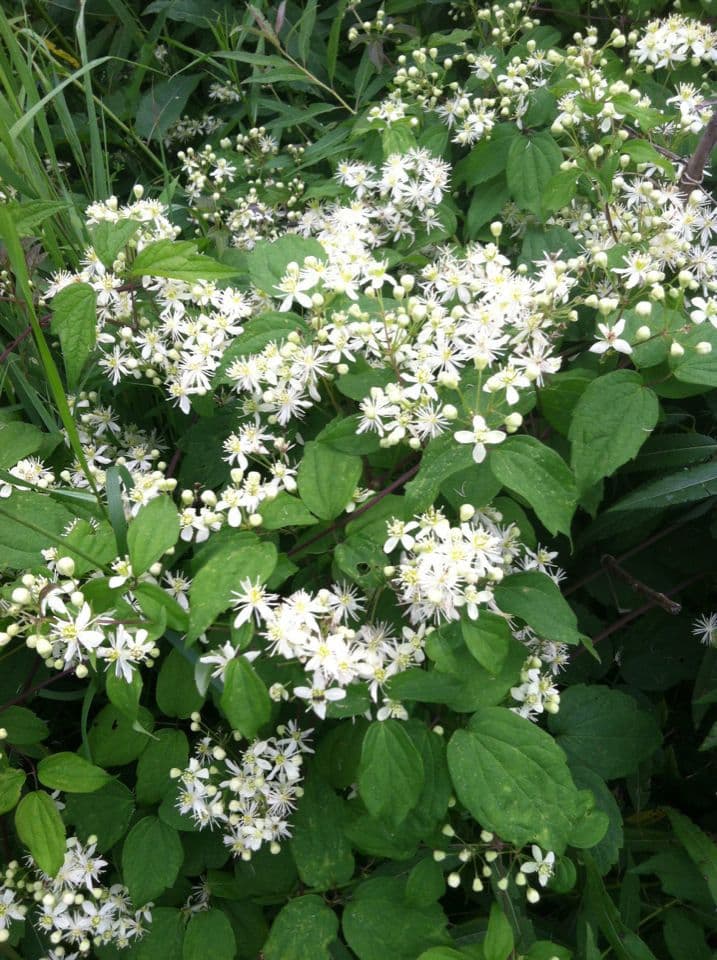 Clematide virginiana 11