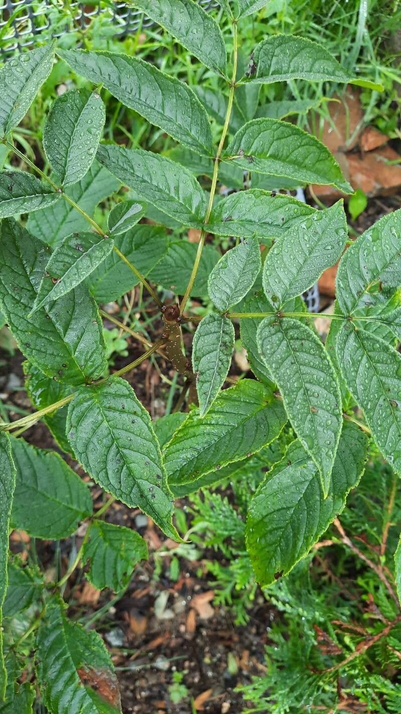 Schwarzes Esche 9