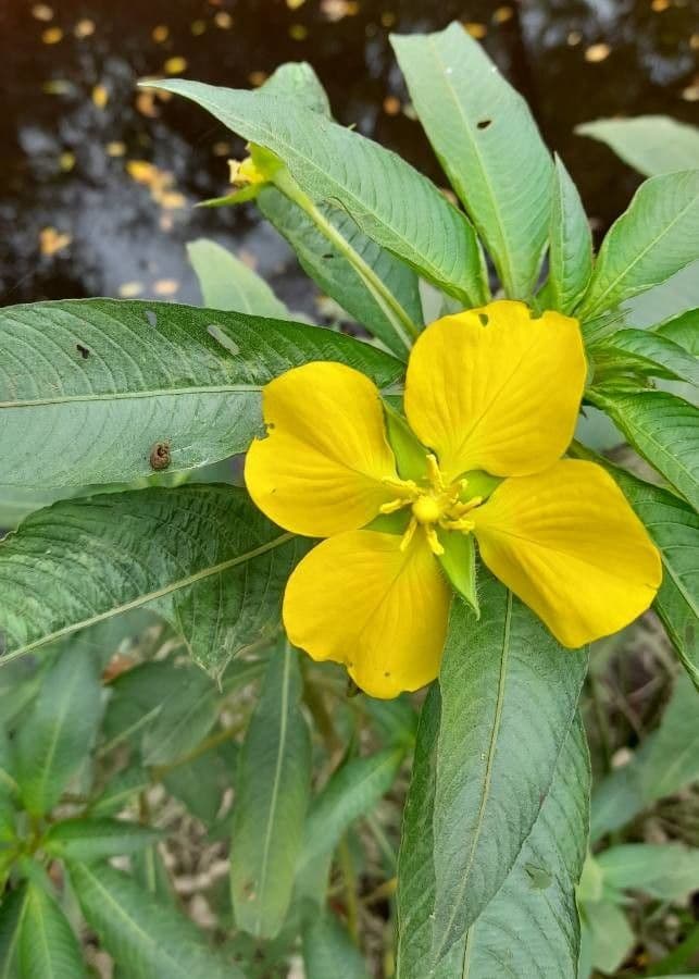 Ludwigia 6