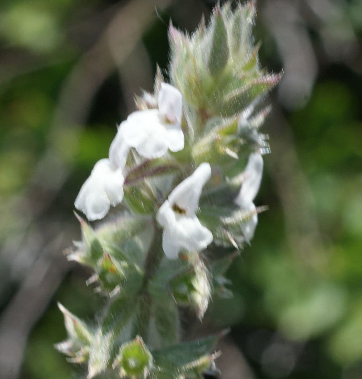 Sideritis romana 3